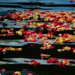 Oceanside Harbor Rose Petals