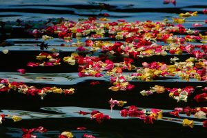 Oceanside Harbor Rose Petals