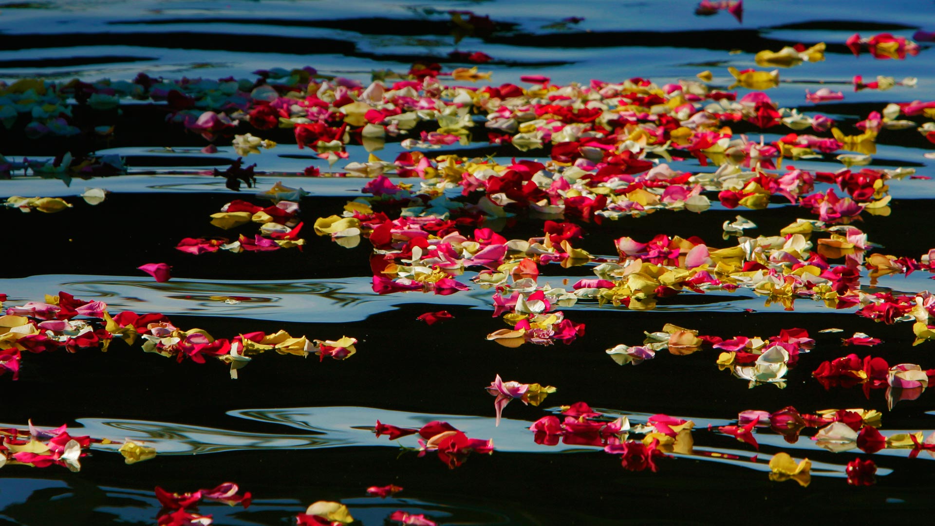 Oceanside Harbor Rose Petals