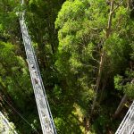 Otway Treetop