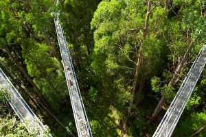 Otway Treetop