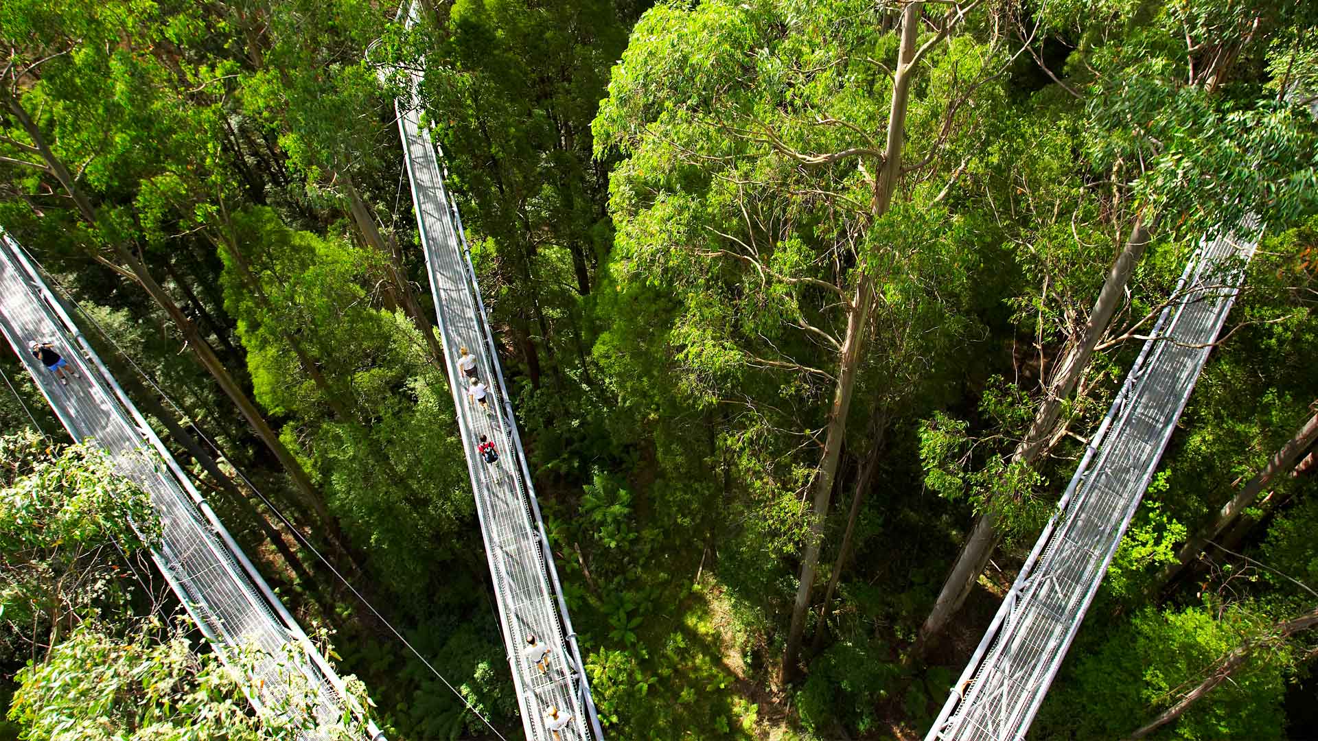 Otway Treetop