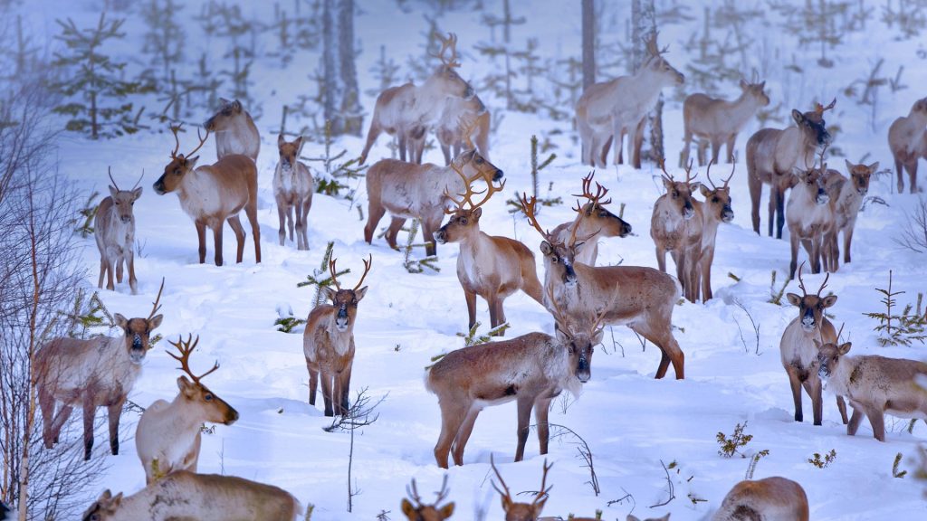 Oulu Reindeers