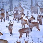 Oulu Reindeers