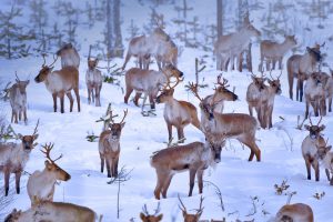 Oulu Reindeers