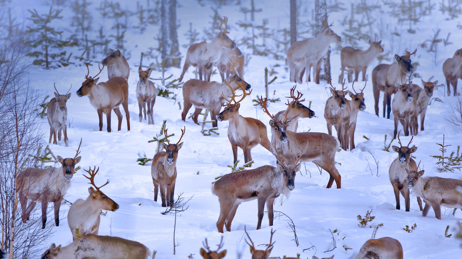 Oulu Reindeers