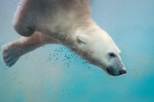 Polar Bear Plunge