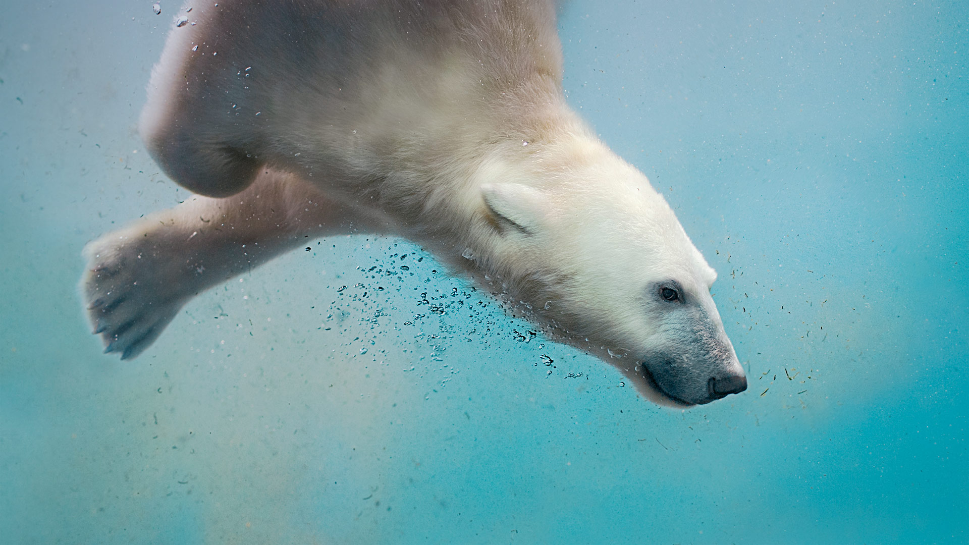 Polar Bear Plunge