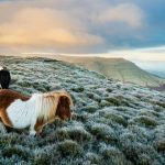 Ponies Wales