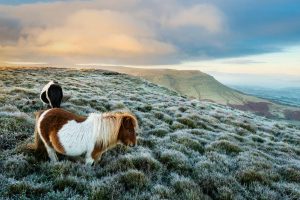 Ponies Wales