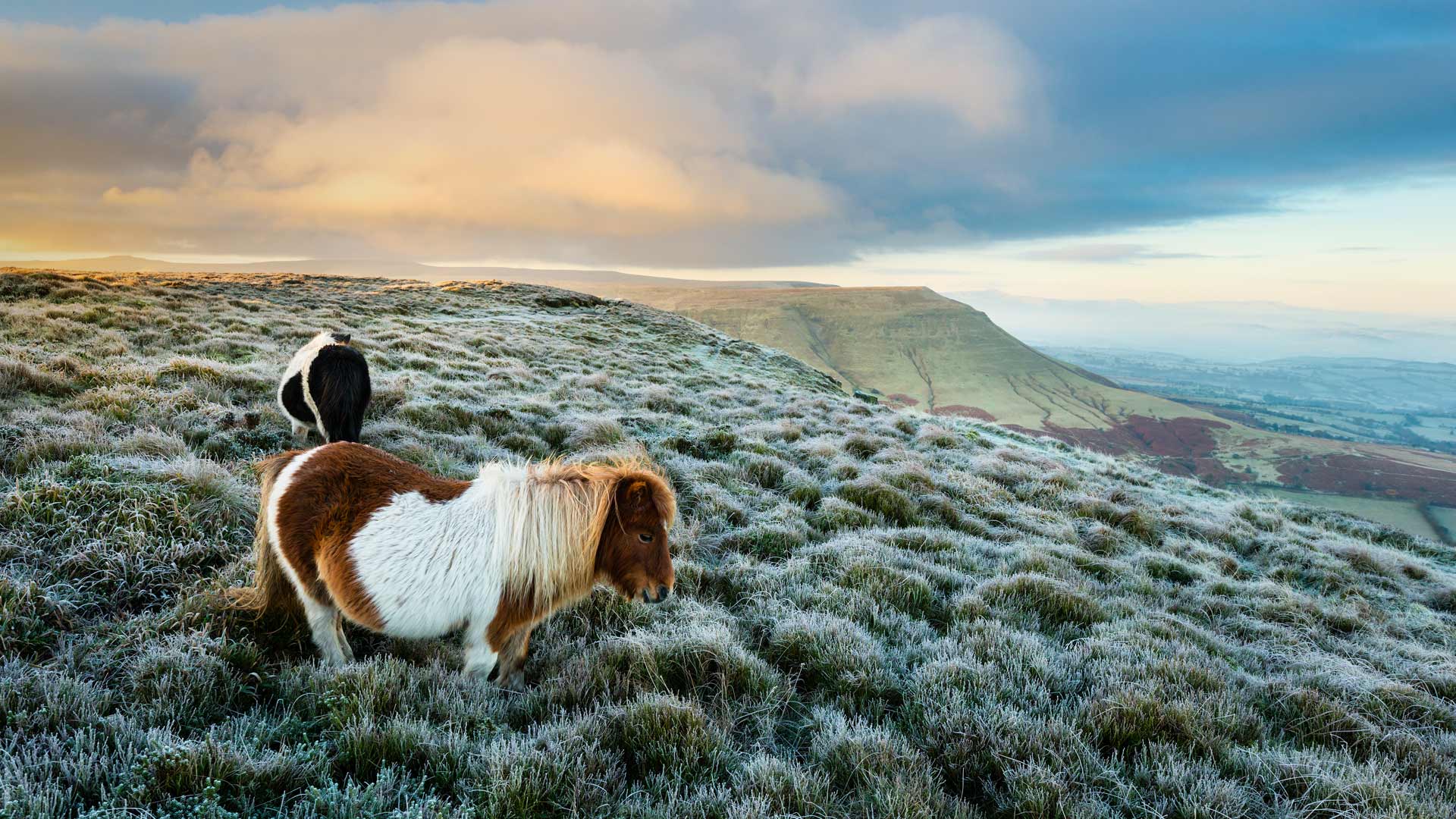 Ponies Wales