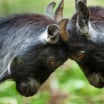 Pygmy Goats