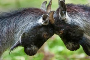 Pygmy Goats