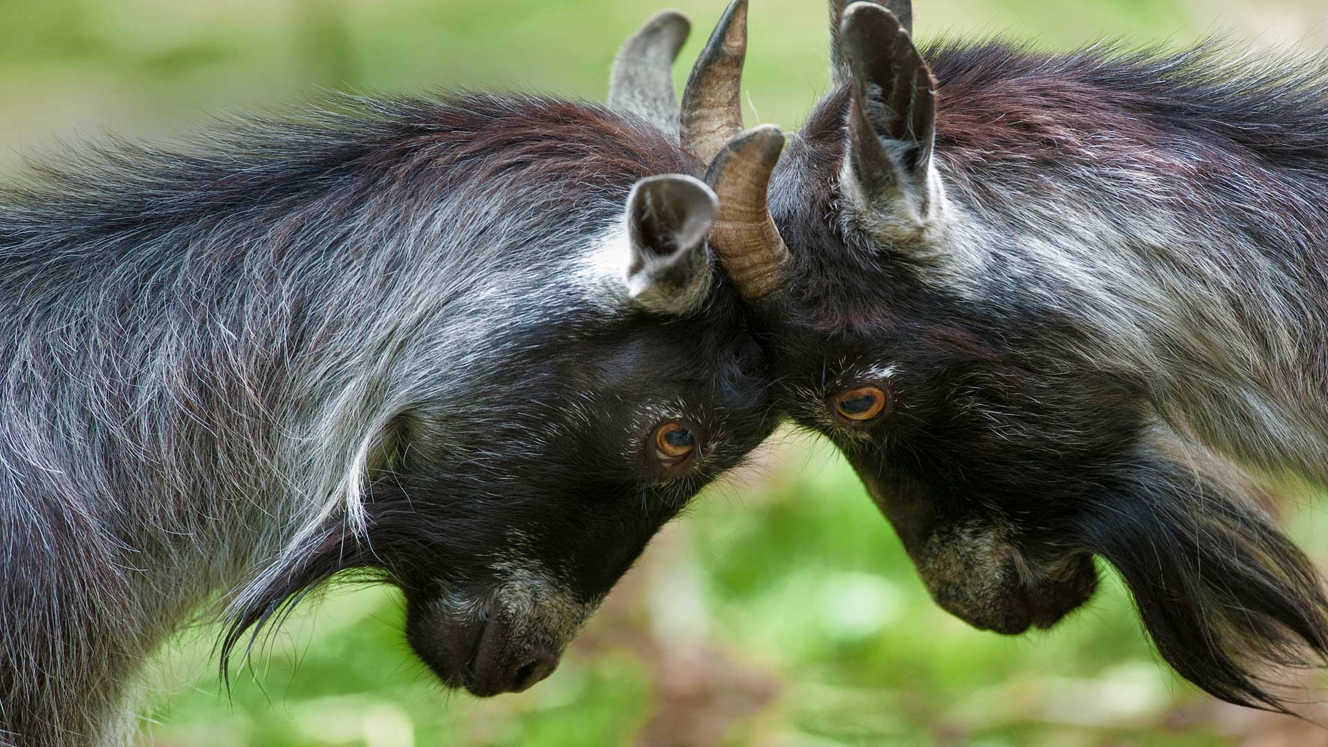 Pygmy Goats