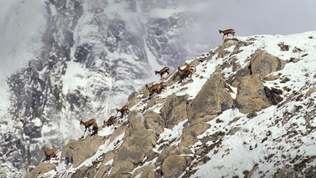 Pyrenean Chamois