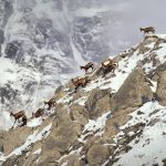 Pyrenean Chamois