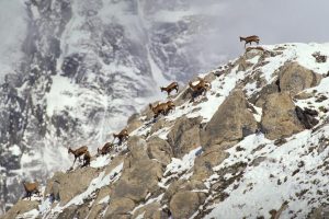 Pyrenean Chamois