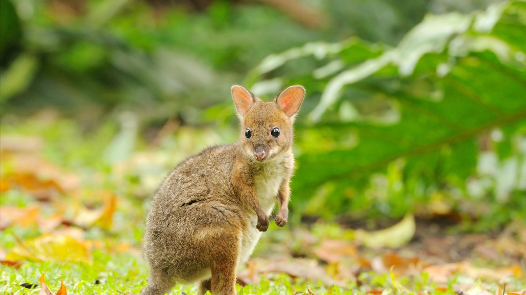 Red Legged Pademelon