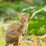 Red Legged Pademelon