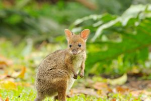 Red Legged Pademelon