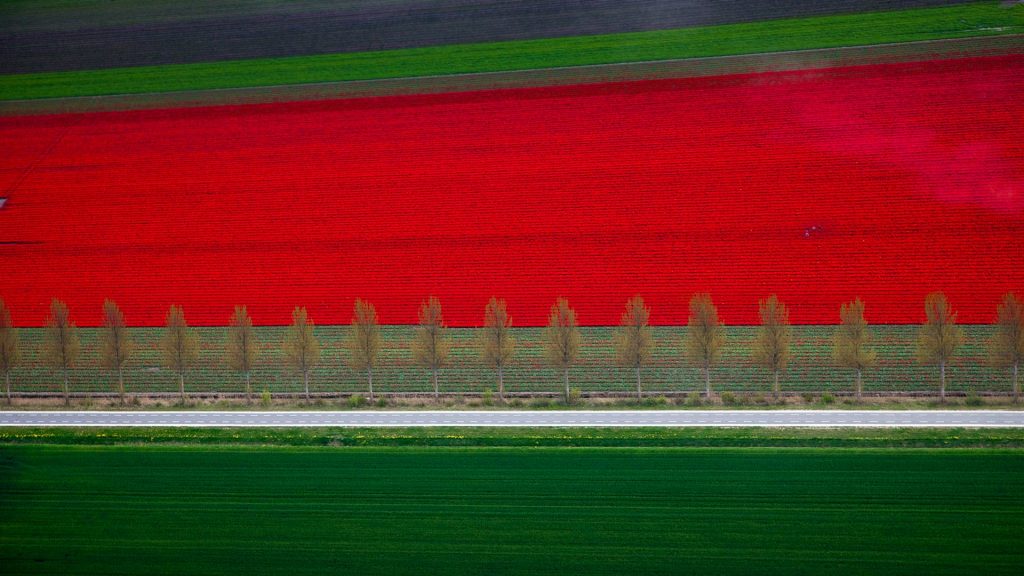 Red Tulips