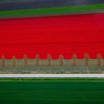 Red Tulips