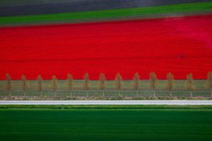 Red Tulips