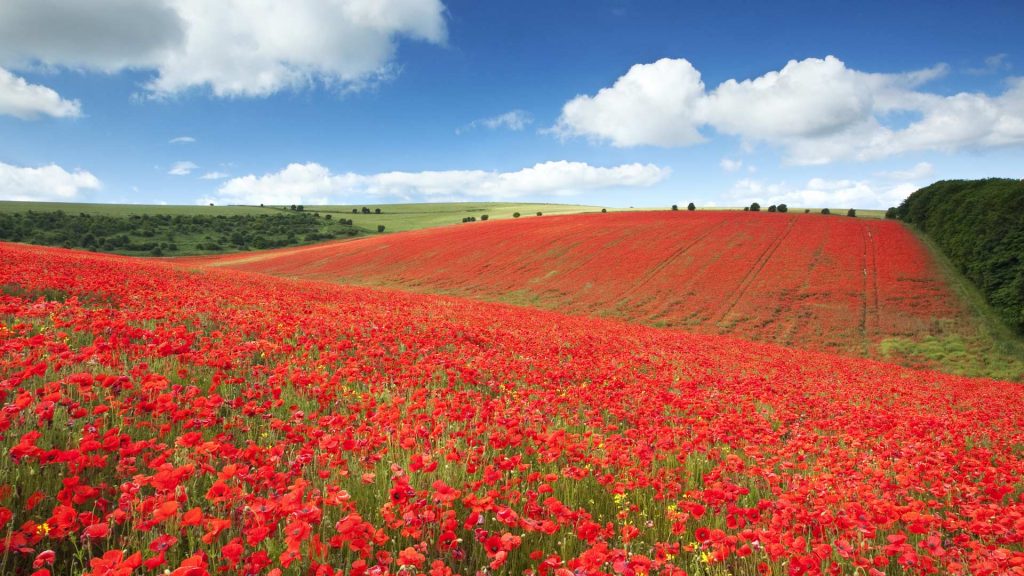 Remembrance Day Poppies