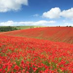 Remembrance Day Poppies