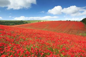 Remembrance Day Poppies