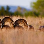 Rio Grande Wild Turkeys