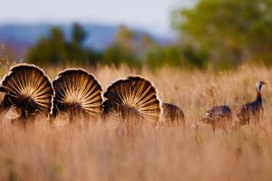 Rio Grande Wild Turkeys