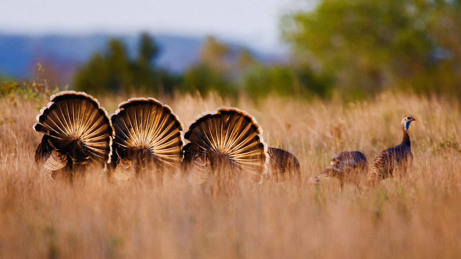 Rio Grande Wild Turkeys