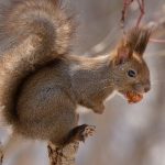 Snowy Squirrel