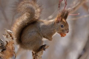 Snowy Squirrel