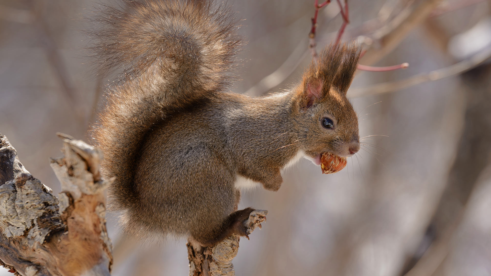 Snowy Squirrel