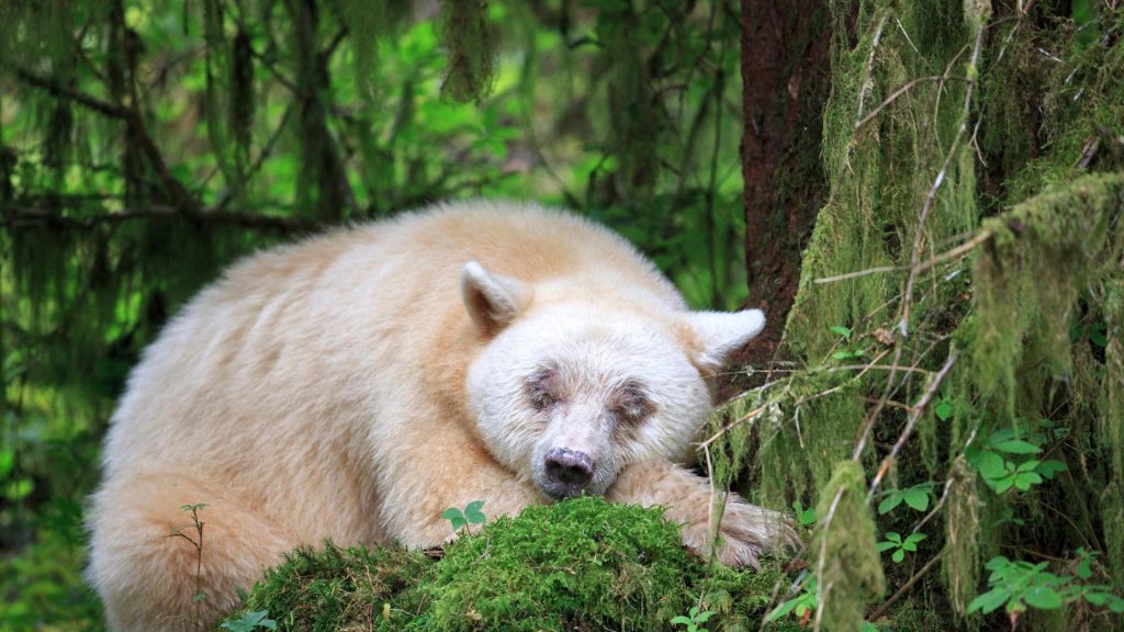 Spirit Bear Sleeps