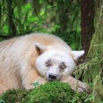 Spirit Bear Sleeps