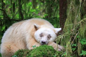 Spirit Bear Sleeps