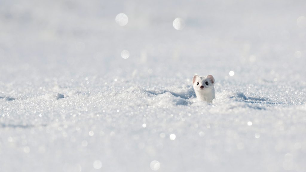 Stoat Winter