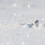 Stoat Winter