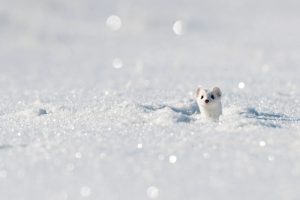 Stoat Winter