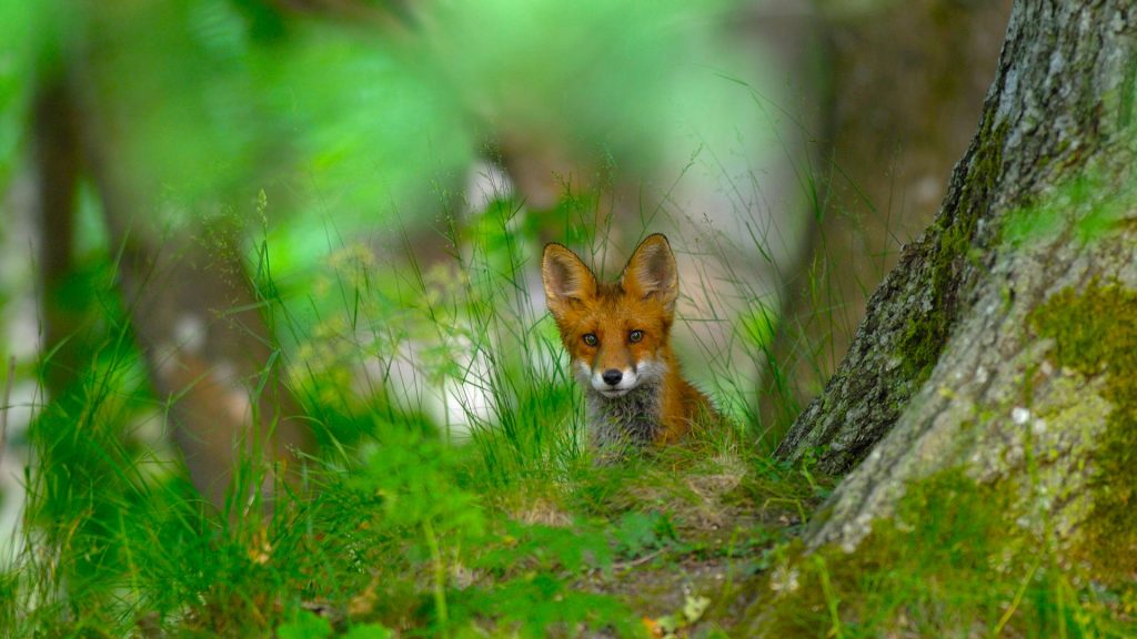 Sweden Fox