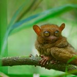 Tarsier Video