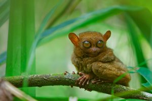 Tarsier Video