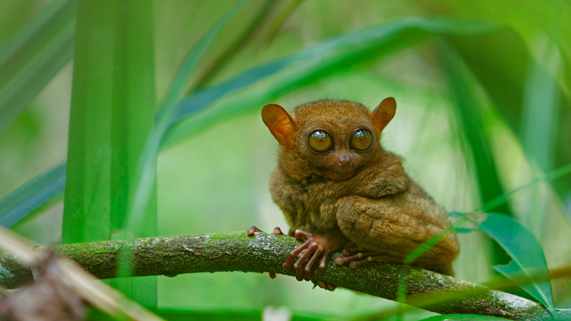 Tarsier Video