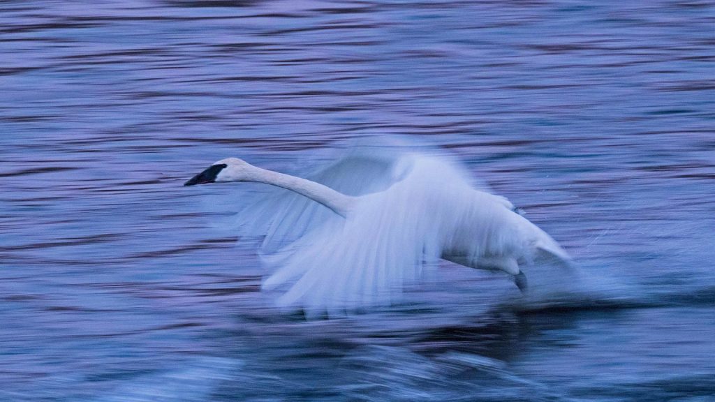 Tundra Swan MN