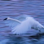 Tundra Swan MN