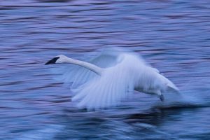 Tundra Swan MN