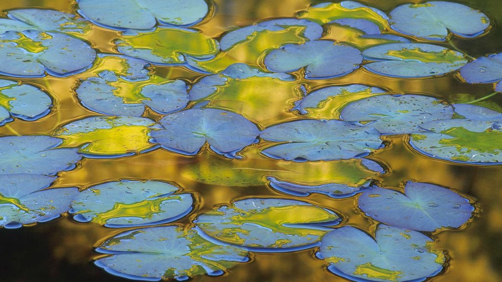 Water Lily Leaves